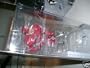 Mcfarlane Toys Action Figure - NHL Sports Picks Series 20 - Nicklas Lidstrom 2 (Stanley Cup Patch)