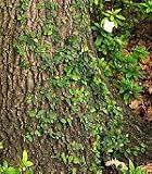Creeping Fig Vine Five Gallon