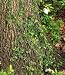 Creeping Fig Vine Five Gallon