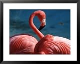 Pink Flamingos Framed Art Poster Print by Michele Burgess, 31x25