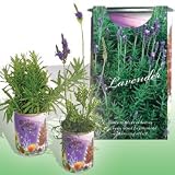 The Patent Magic Herb- Lavender