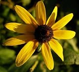 Black-Eyed Susan - 1,000 Seeds (Rudbeckia hirta) Put a kiss of sunshine in your garden!