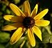 Black-Eyed Susan - 1,000 Seeds (Rudbeckia hirta) Put a kiss of sunshine in your garden!