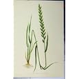 LOLIUM PERENNE SUTTONI c1900 GRASS ROOTS COLOUR PRINT
