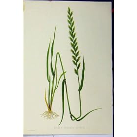 LOLIUM PERENNE SUTTONI C1900 GRASS ROOTS COLOUR PRINT