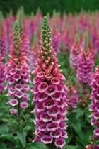 Candy Mountain Foxglove 200 Seeds