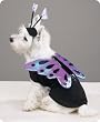 X-SMALL - Flutter Pup Butterfly Halloween Costume