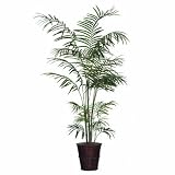 Deluxe 72" Artificial Potted Natural Tropical Palm Tree in Green