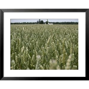 A Thick Field of Milo, a Relative of Sorghum Used for Poultry Feed Photographers Framed Art Poster Print by Stephen St. John, 31x25
