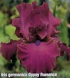 Gypsy Romance Bearded German Iris 1 Bulb - NEW!