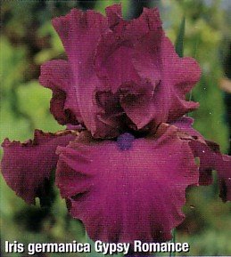 Gypsy Romance Bearded German Iris 1 Bulb