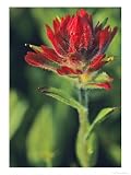 Indian Paintbrush Photographic Poster Print by Chuck Haney, 36x48