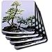 Trees - Bonsai Tree - Coasters