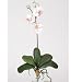 Mini Phalaenopsis Silk Orchid Flower w/Leaves (6 Stems)