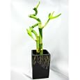 BUY : 9GreenBox - Live Spiral 3 Style Lucky Bamboo Plant Arrangement with Ceramic Vase