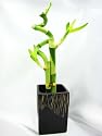 9GreenBox - Live Spiral 3 Style Lucky Bamboo Plant Arrangement with Ceramic Vase