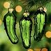 One (1) Hand Blown Green Glass Legend of the Pickle Ornament for Good Luck Trim-A-Tree or Gift Giving
