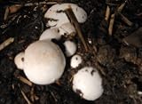from Mushroom Box(TM) Button Mushroom Spawn - MUSHROOMBOX (TM) Model SPN-AG