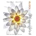 Psychology: The Core (Basics)
