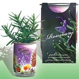 The Patent Magic Herb- Rosemary