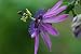 Passion Flower, Passiflora - 18