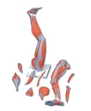 3B Scientific Muscular Leg, 9-part