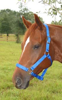 Halter Quality Adj. W/Snap