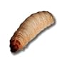 250ct Live Waxworms, Pet Food, Fishing Bate (Free Shipping)