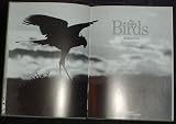 The world of birds