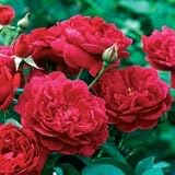 Darcy Bussell English Rose Bush Five Gallon Plant