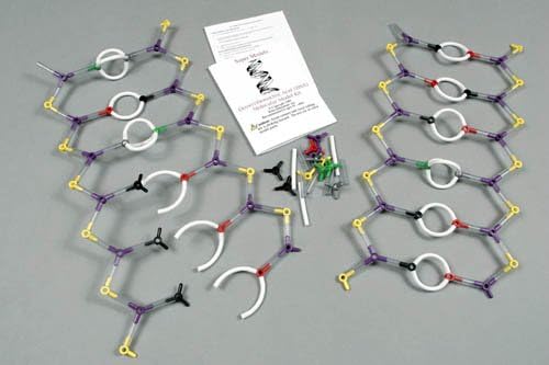 Deoxyribonocleic Acid (DNA) Molecular Model Kit (183 Pcs)