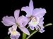 Cattleya Sea Breeze LIVE Orchid Plant BLUE FLOWERS