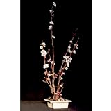 The Art Of Ikebana Vase - Square/white