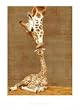 (16x20) First Kiss (Giraffe with Baby) Art Poster Print