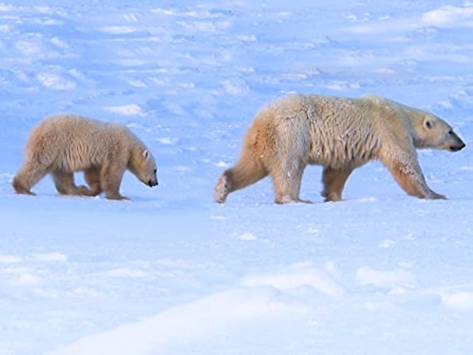 Watch Wild Life Season 1 Episode 12 Survival In The Ice Kingdom