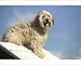 Photographic Prints of DOG training / Agility - pausing on jump / hurdle from Ardea Wildlife Pets