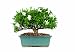 Brussel's Gardenia Bonsai
