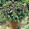 Basil Thai Siam Queen Heirloom Seeds 150 Seeds