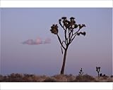 Photographic Prints of Joshua tree at dusk, Joshua Tree National Park, California, United States of from Robert Harding