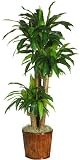 62 &acute; Dracena w / Basket Silk Plant ( Real Touch ) - B001RIKX2E