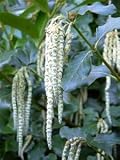 Garrya elliptica 3L