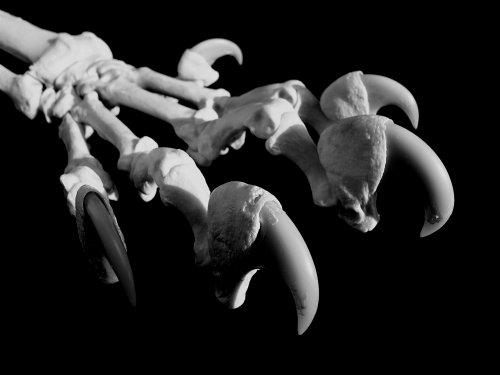 Cover image : BONES ― 動物の骨格と機能美
