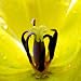 INGRID ULMER KRONE 19.75X19.75 FLORAL GREEN ART PRINT INU-01