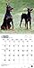 Dobermans 18-Month 2015 Calendar