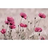 Poster 30 x 20 cm - "Rose Mohn" von Tanja Riedel - auch in anderen Gr��en und als Leinwandbild erh�ltlichvon "POSTERLOUNGE"