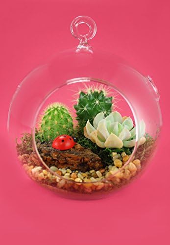 Terrarium Live Indoor Cactus with Decorative Ladybug in 5-inch Hanging Glass Globe, Premade