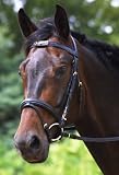 jw reitsport Trense schwedisches Reithalfter schwarz