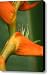 Heliconia latispatha Canvas Print / Canvas Art - Artist Sharon Mau