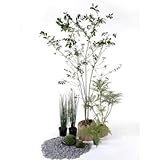 モダン 日なた セットアップガーデン 植木 苗 セット商品