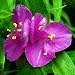 Karminglut Spiderwort -Tradescantia- Blue/Green Foliage